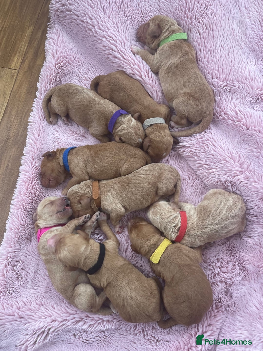 Goldendoodle dogs for sale: Multigenerational Doodles - Advert 35