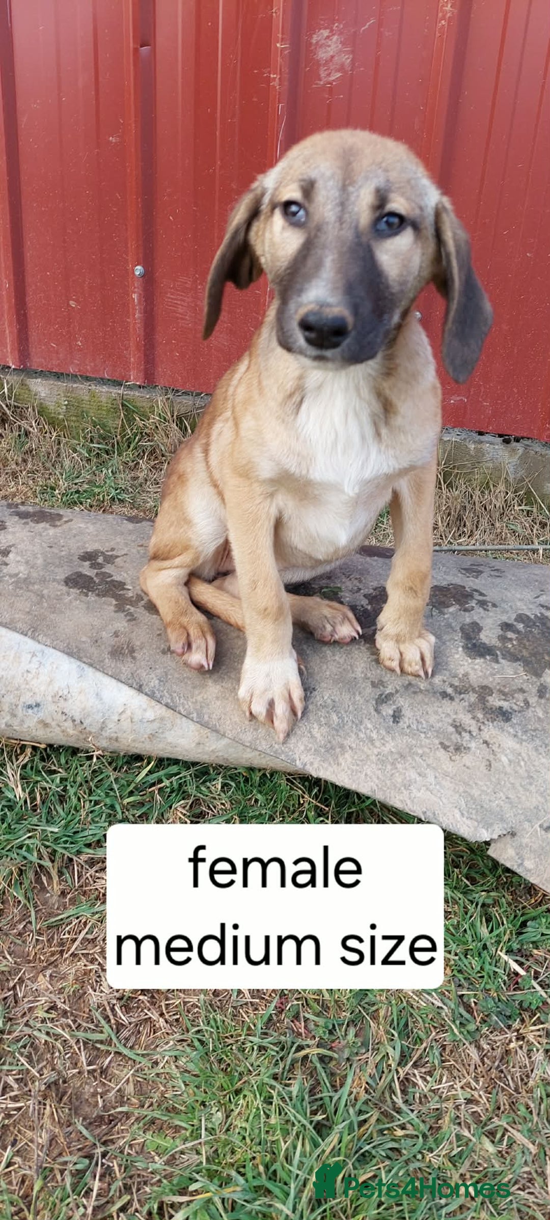 Mixed Breed dogs for adoption: 4.5 female Macedonian puppy - Advert 2