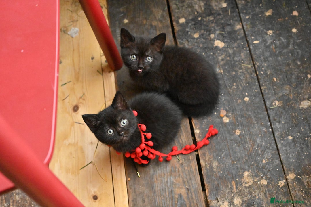 British Shorthair cats for sale: British Shorthair x Persian Kittens Available Now! - Advert 11