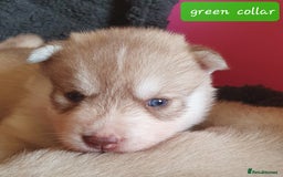 Siberian Husky dogs for sale: KC litter 5* rating by buyers REDUCED  - Image 18