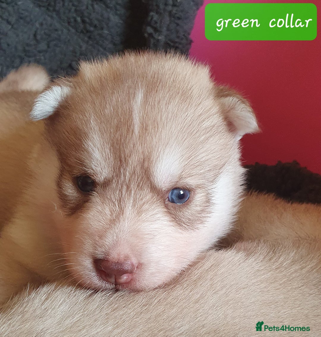 Siberian Husky dogs for sale: KC litter 5* rating by buyers REDUCED  - Image 18