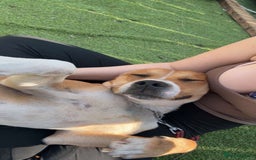 Mixed Breed dogs for sale: 19 month old Staffy X beagle X border collie  - Image 4