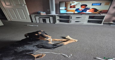 Mixed Breed dogs - Advert 3