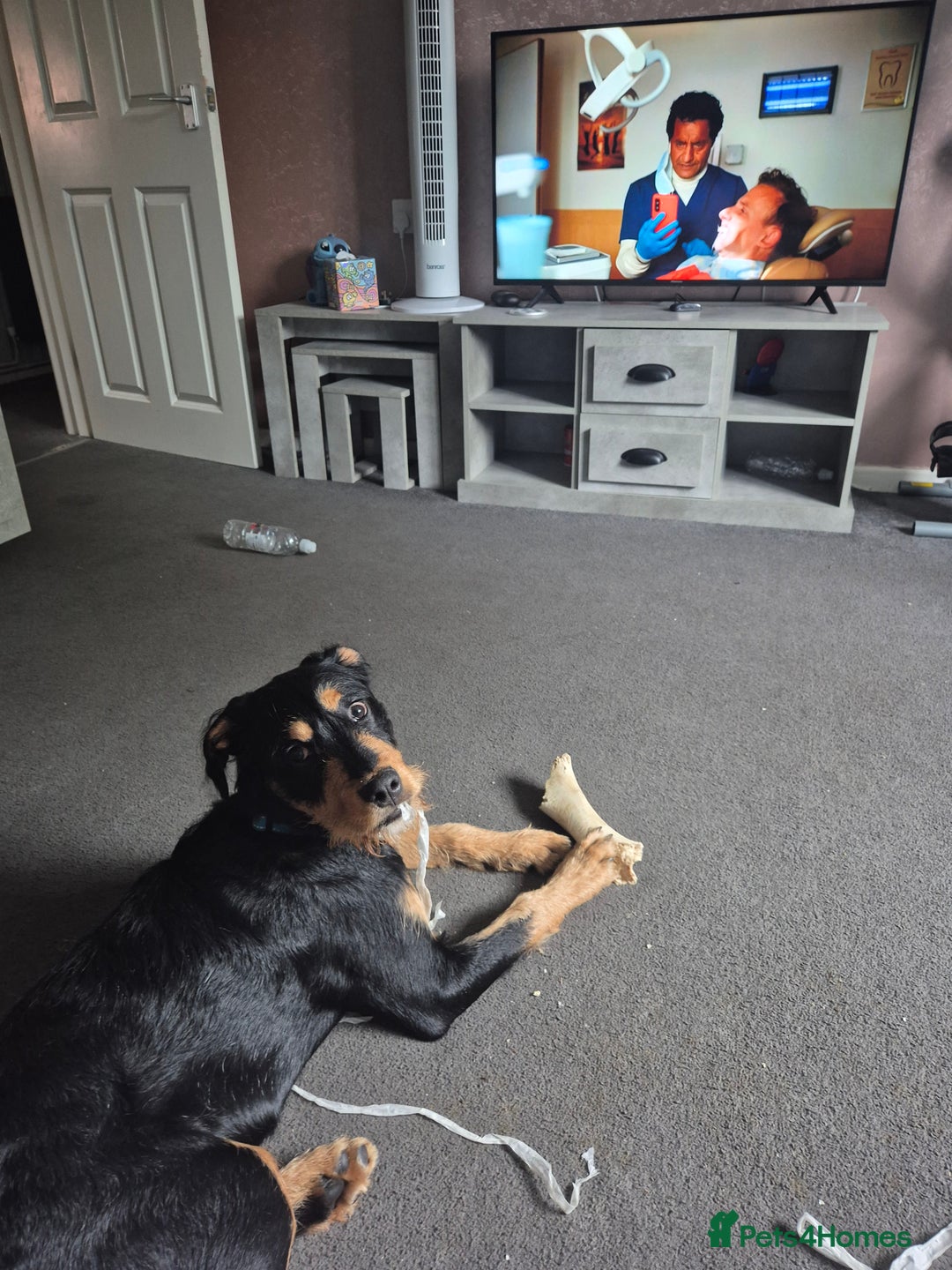 Mixed Breed dogs for sale: Beautiful 8 month old pup needing new home - Image 3
