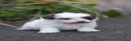 Shihpoo dogs for sale: Imperial toy Shih poo puppies  - Advert 6