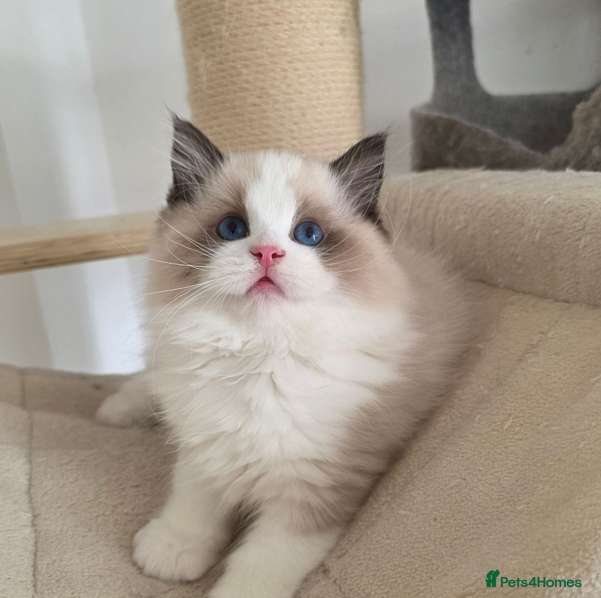 Ragdoll cats 💓please read🩵🏆European Champion lines 💫Tica - Advert 2