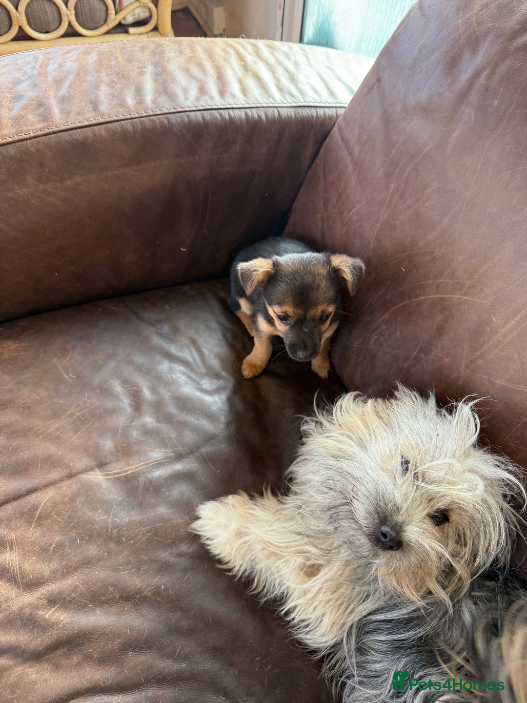 Mixed Breed dogs for sale: Tiny and beautiful  - Advert 14