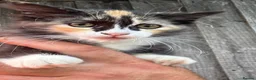 Ragdoll cats for sale: Ragdoll kittens  in Petersfield - Advert 5