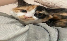 Norwegian Forest Cat cats for sale: Beautiful cat for sale - Image 4