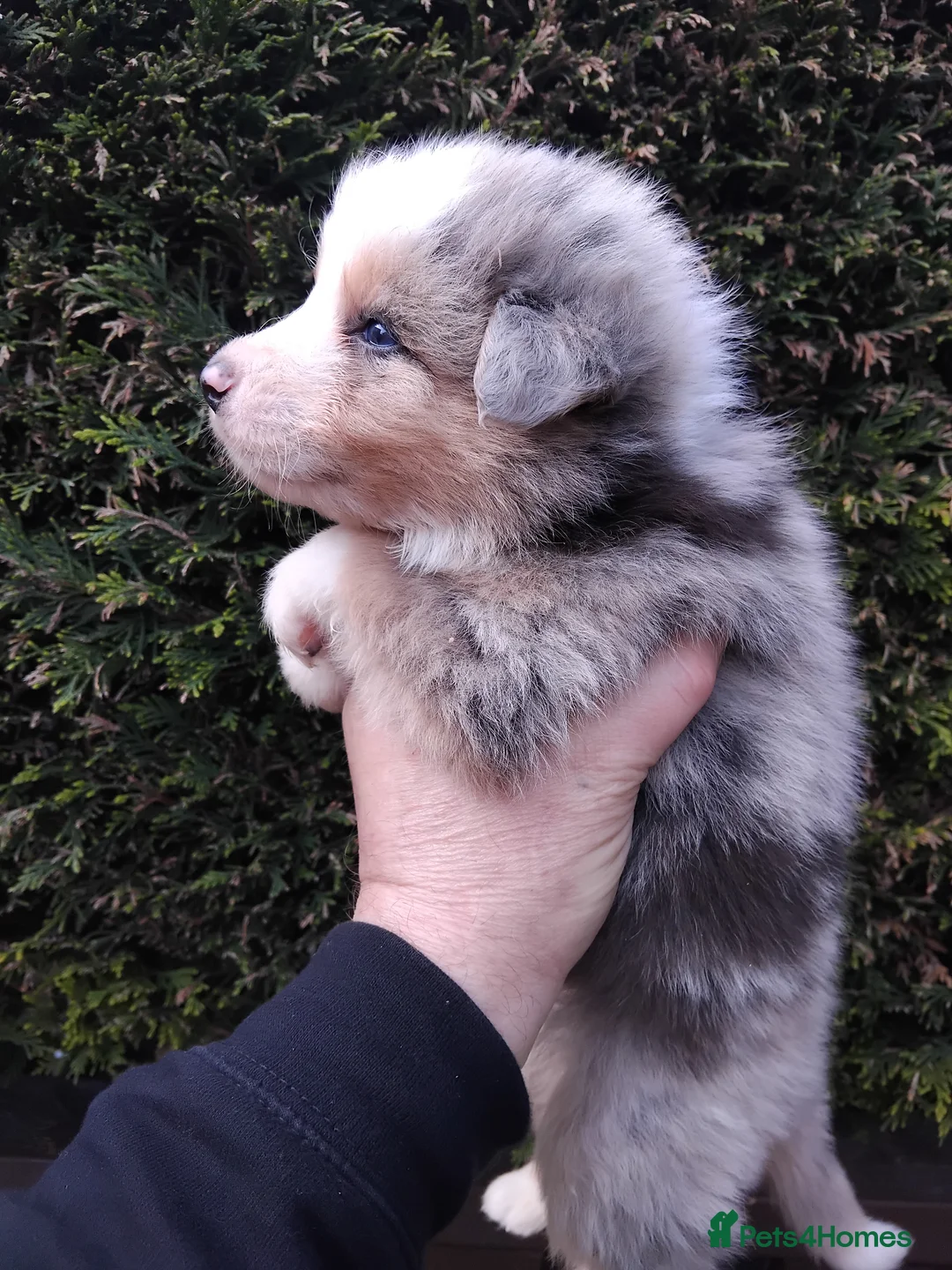 Border Collie dogs for sale: BORDER COLLIE PUPS - Advert 2