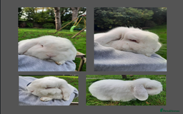 Mini Lop rabbits for sale: Sweet white mini lop - Image 1