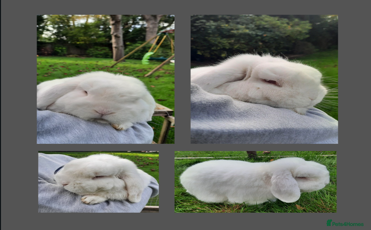 Mini Lop rabbits - Advert 11