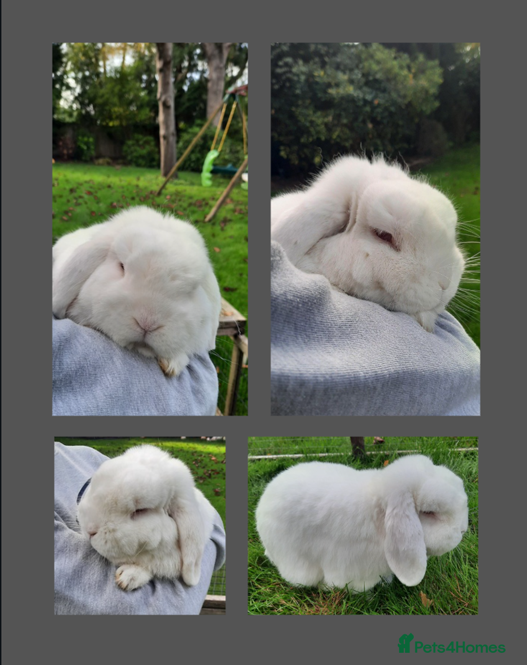 Mini Lop rabbits for sale: Sweet white mini lop - Image 1