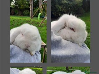 Mini Lop rabbits - Advert 8