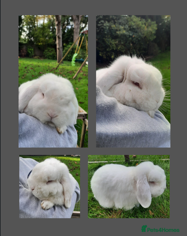 Mini Lop rabbits - Advert 11