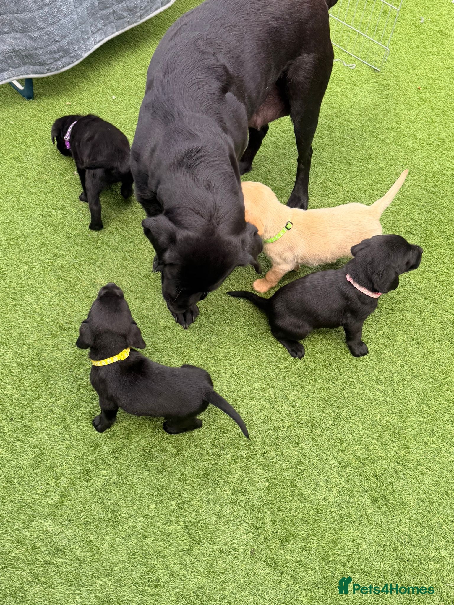 Labrador Retriever dogs ‼️1 WEEK TO GO ‼️KC Black&Yellow - Advert 6