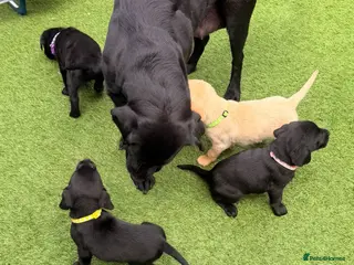 Labrador Retriever dogs ‼️1 WEEK TO GO ‼️KC Black&Yellow - Advert 6