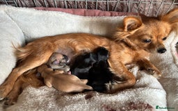 Chihuahua dogs for sale: Playful Chiuahah puppies 3 girls and one boy - Image 6