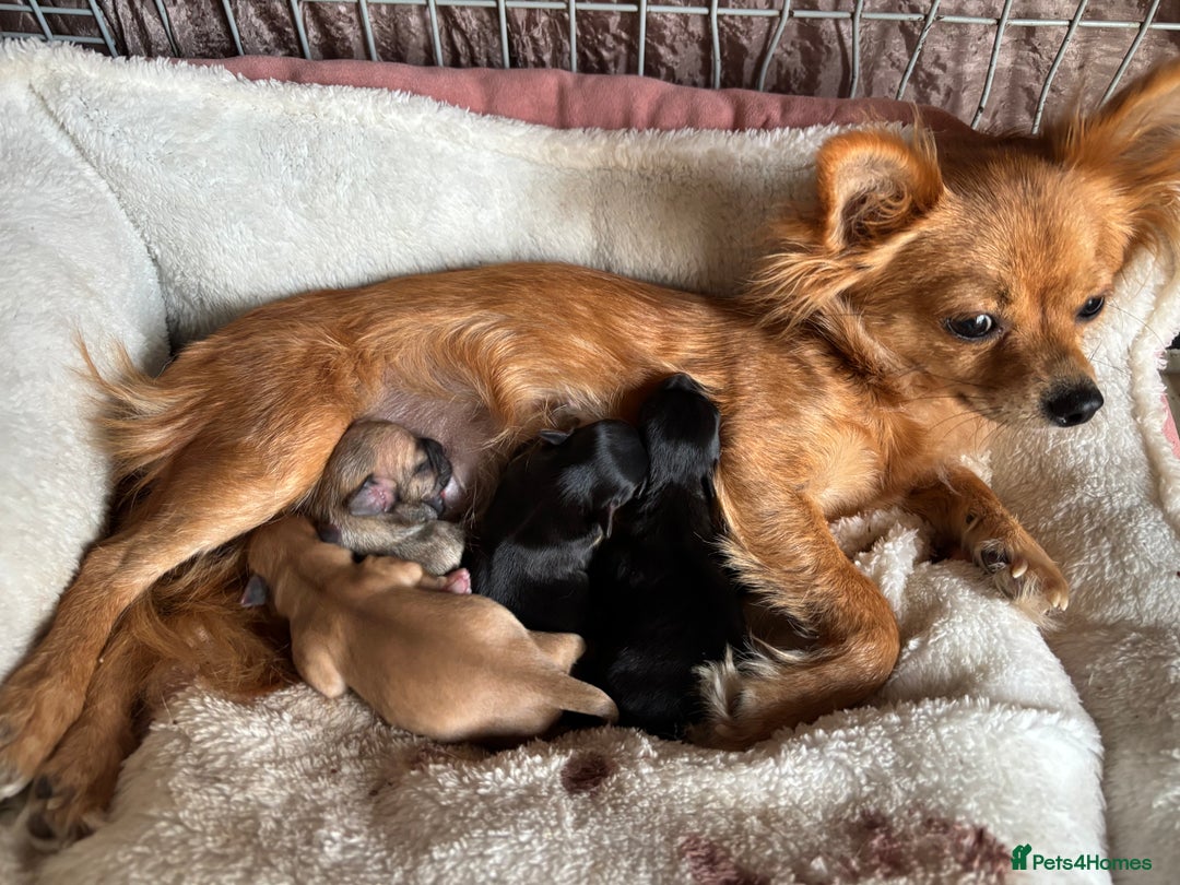 Chihuahua dogs for sale: Playful Chiuahah puppies 3 girls and one boy - Image 6