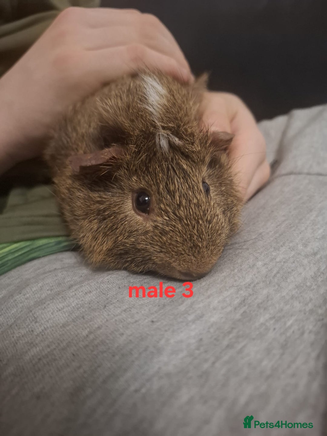Guinea Pig rodents for sale: Mixed sex guinea pigs - Advert 16