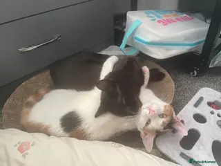 Mixed Breed cats Sweet & Playful Cat Duo Seeking Loving Home - Advert 1