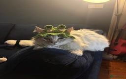 Ragdoll cats for sale: Gorgeous male ragdoll for sale  - Image 2