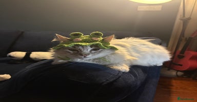 Ragdoll cats - Advert 10