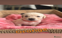 Goldador dogs for sale: Beautiful litter off 11 goldador puppies  - Image 7