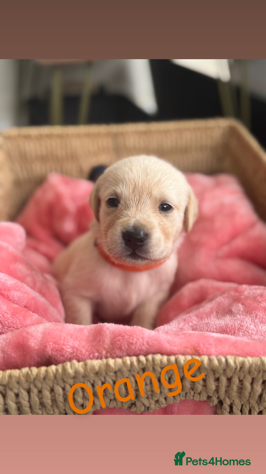 Goldador dogs for sale: Beautiful litter off 11 goldador puppies  - Image 7