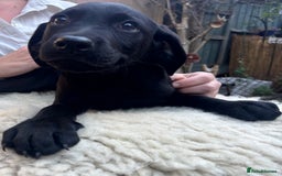 Mixed Breed dogs for sale: 3 Male, Black Labrador Cross puppies  - Image 5