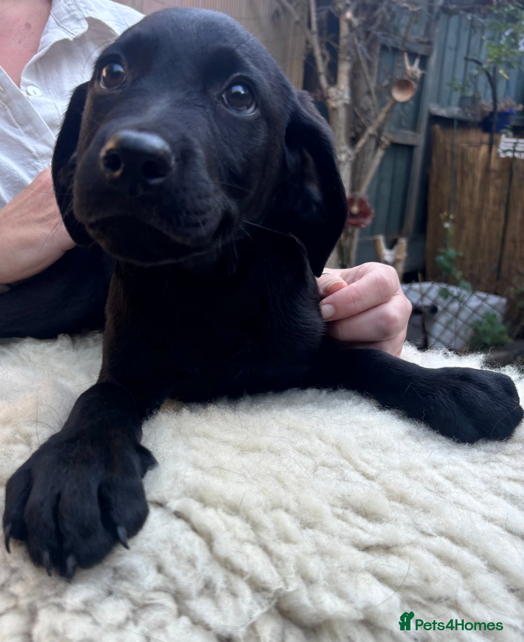 Mixed Breed dogs for sale: 3 Male, Black Labrador Cross puppies  - Image 5