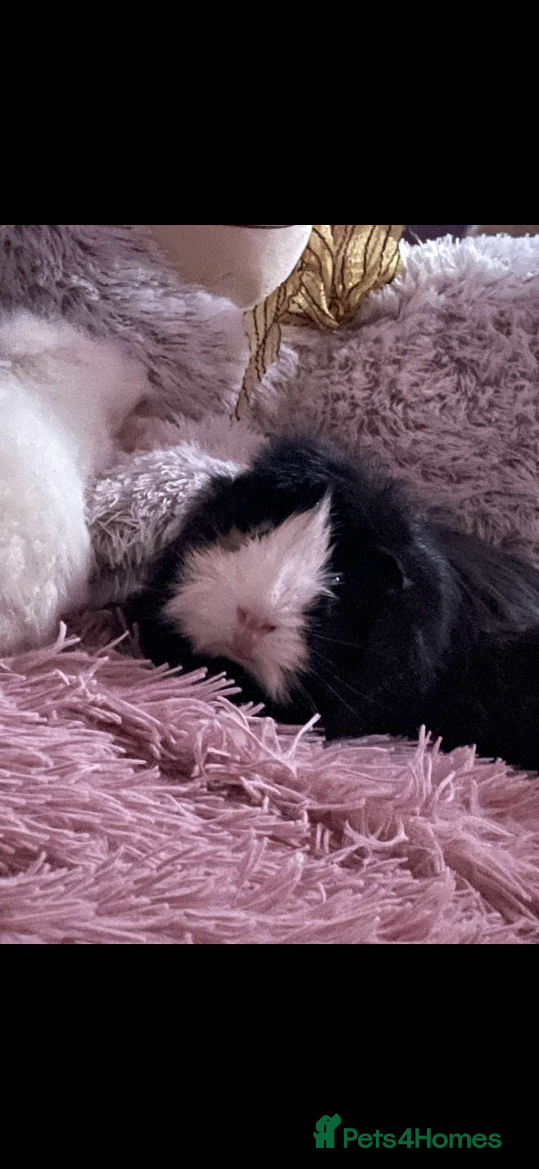 Guinea Pig rodents for sale: Cloud and rain+everything you need for them - Advert 6