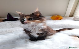 Maine Coon cats for sale: Maine Coon Kittens Polydactyl. Tortie. White - Image 11