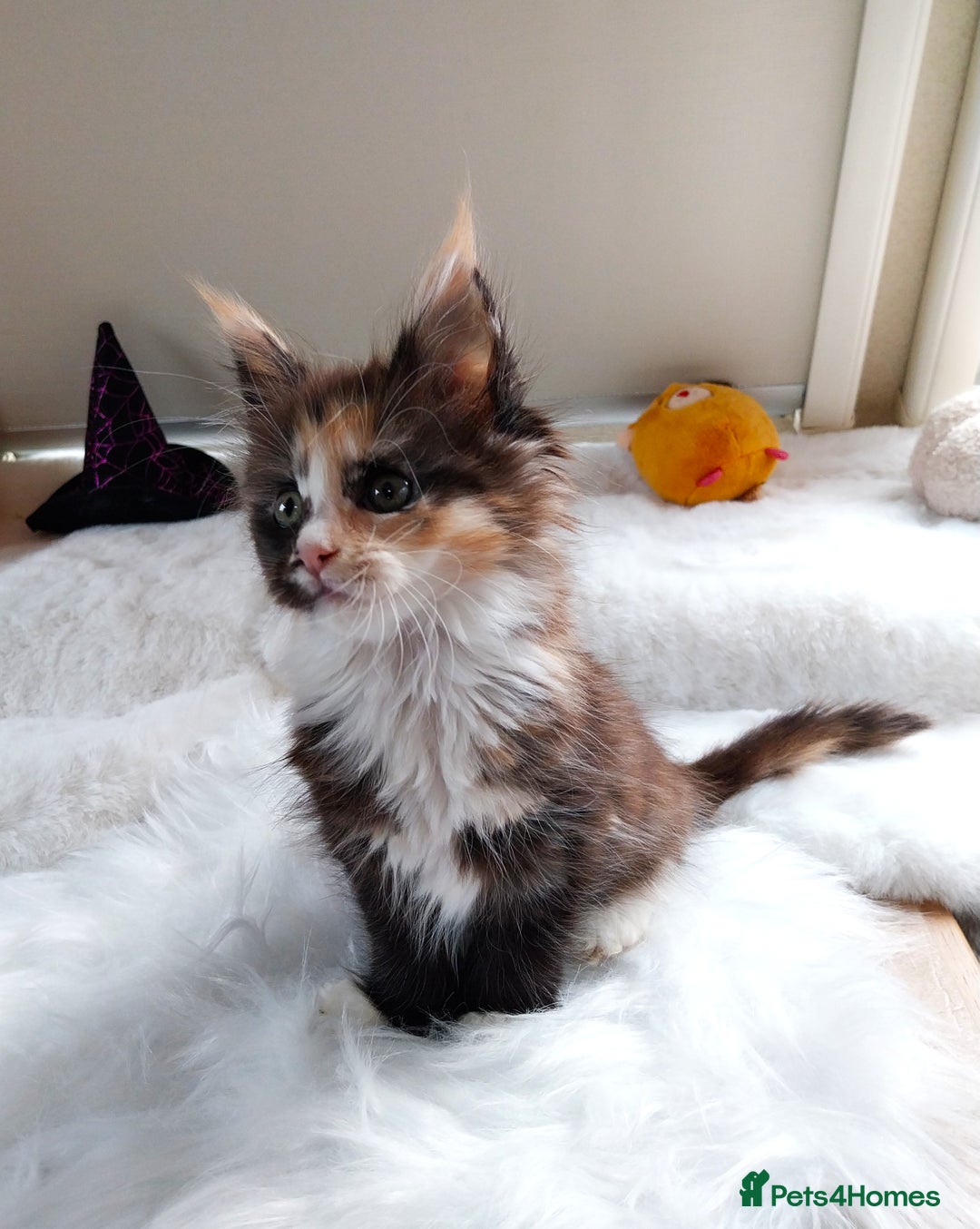 Maine Coon cats for sale: Maine Coon Kittens Polydactyl. Tortie. White - Image 11