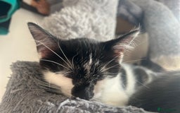 Mixed Breed cats for sale: 2 Gorgeous Bengal cross British Shorthair  - Image 5