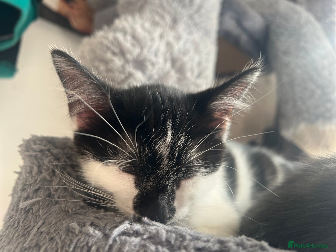 Mixed Breed cats for sale: 2 Gorgeous Bengal cross British Shorthair  - Image 5