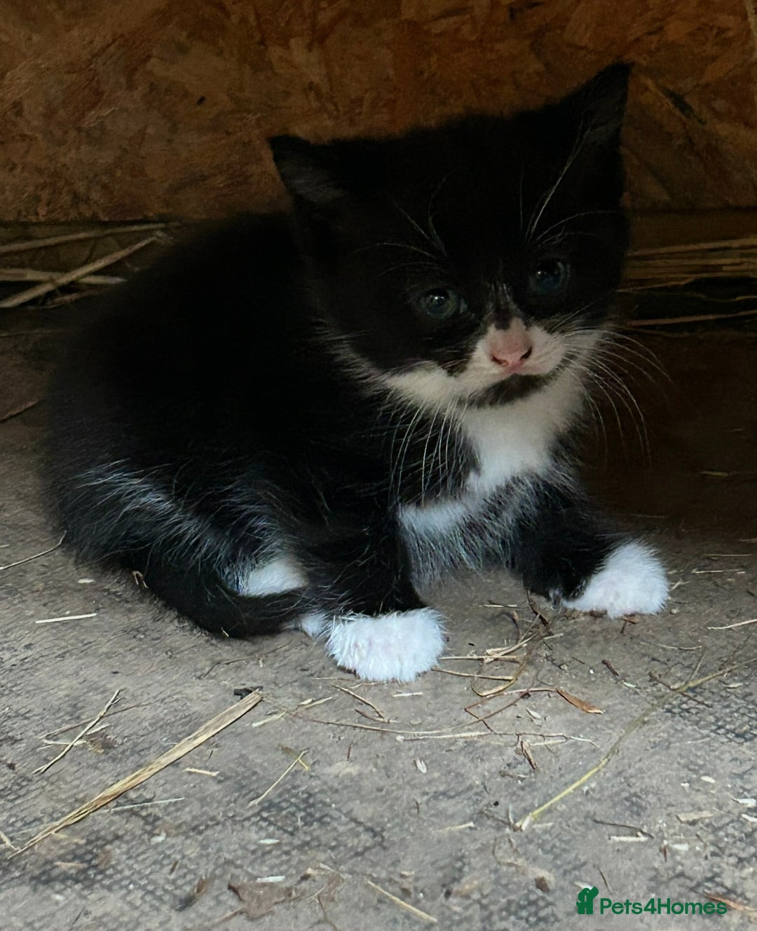 Ragdoll cats for sale: RagDoll X Kittens  - Image 1