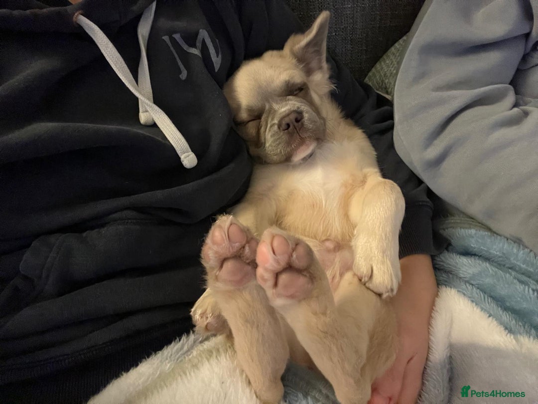 French Bulldog dogs for sale: Fluffy French Bulldog - Advert 3