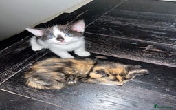 Mixed Breed cats for sale: Adorable Kittens Looking for Loving Homes 🐾 - Image 4