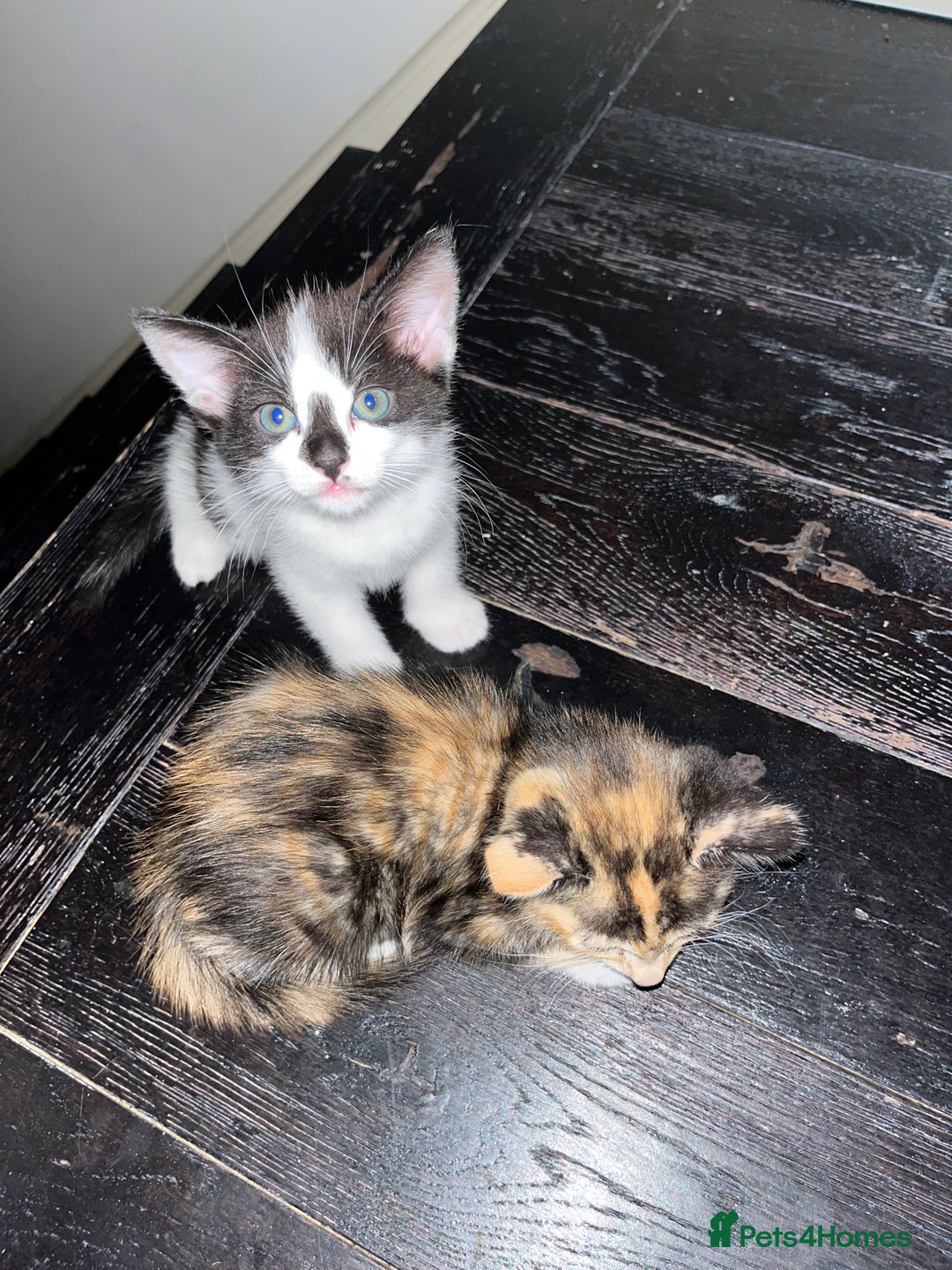 Mixed Breed cats for sale: Adorable Kittens Looking for Loving Homes 🐾 - Image 4