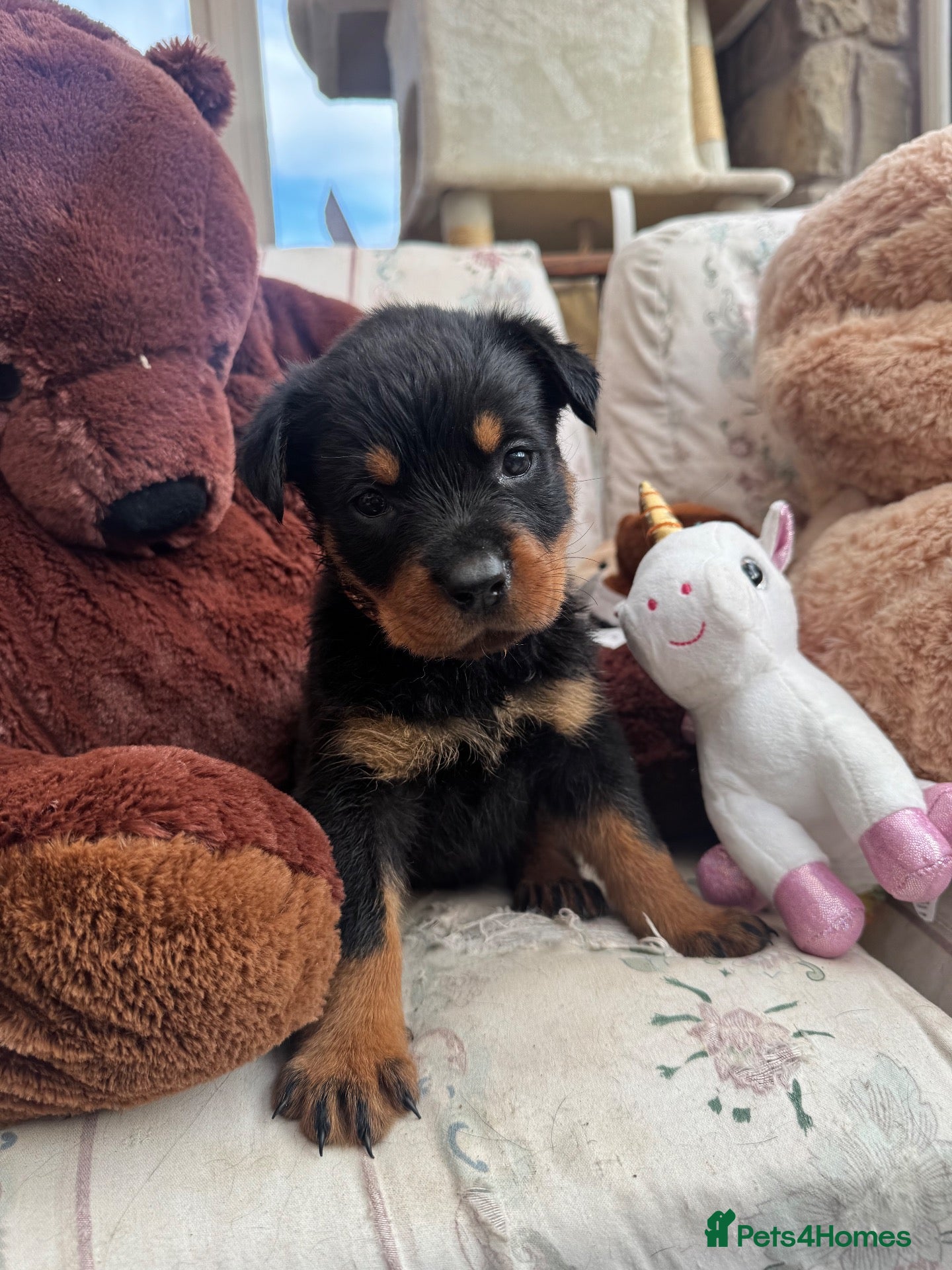 Rottweiler dogs KC Registered German Rottweiler Puppies - Advert 2