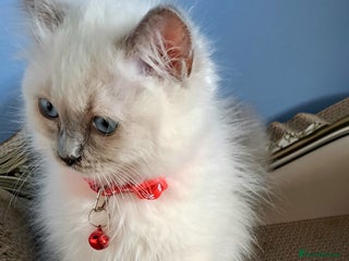 Ragdoll cats - Advert 6