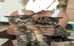 European cats for sale: Beautiful kittens  - Image 8