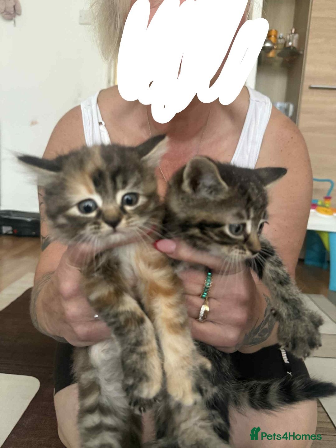 European cats for sale: Beautiful kittens  - Image 8