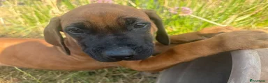 Rhodesian Ridgeback 5