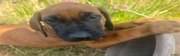 Rhodesian Ridgeback dogs for sale: Rhodesian Ridgebacks Ready to go - Advert 6