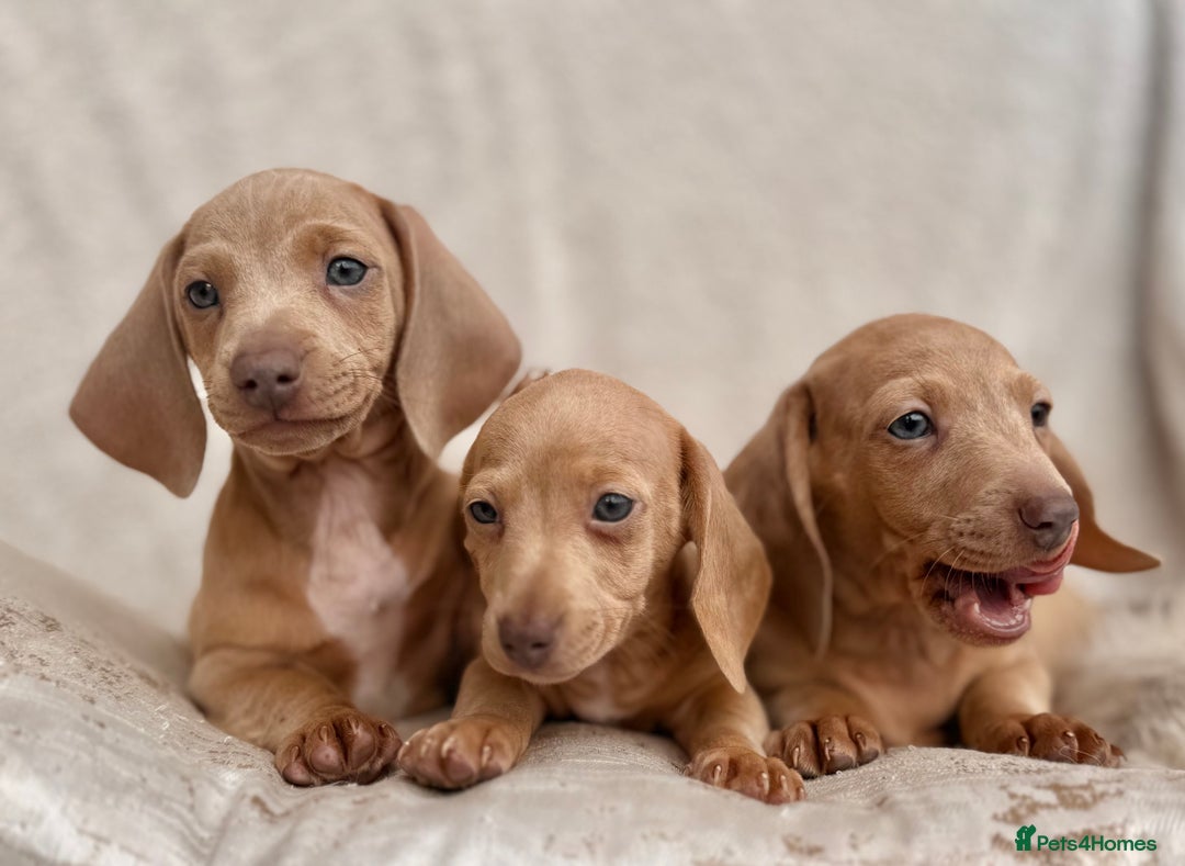 Miniature Dachshund dogs for sale: READY TO LEAVE Rainbow KC Reg Miniature Dachshunds - Image 24