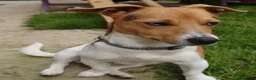 Jack Russell dogs for stud: Stunning proven Jack Russell Stud available  - Advert 3