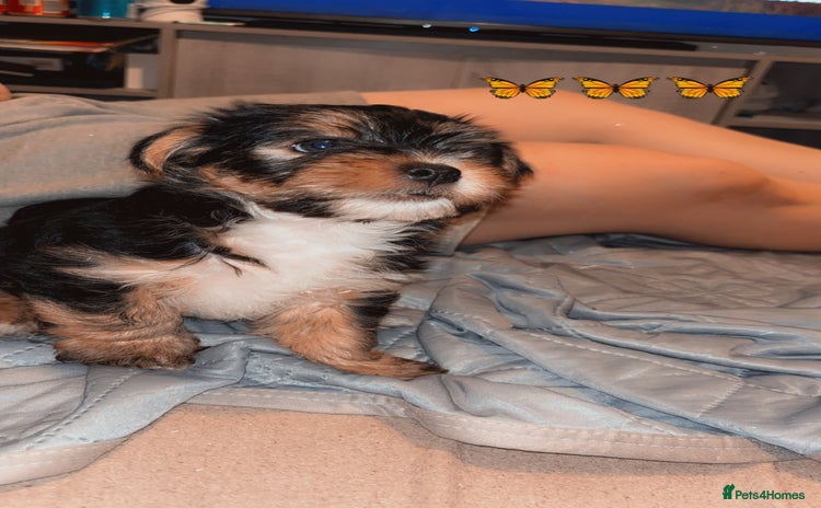Mixed Breed dogs - Advert 1