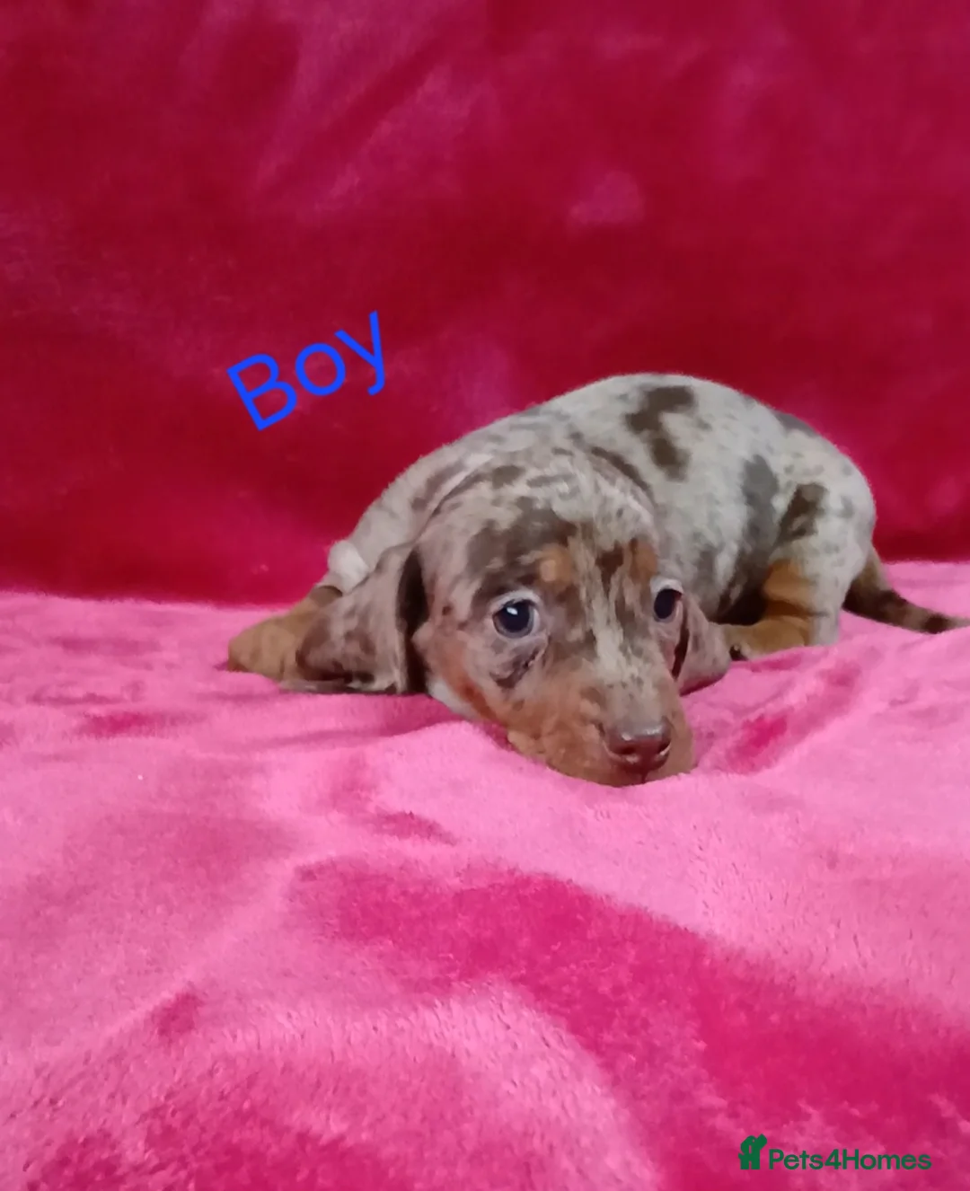 Miniature Dachshund dogs for sale: PRA, STUNNING MINIE'S READY NOW  - Advert 19